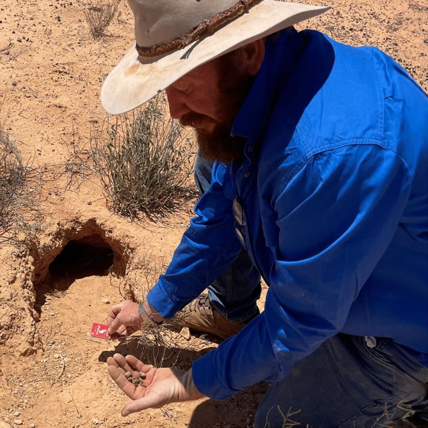 A photo of Kev, CEO of Save the Bilby Fund gathering some bilby poop from outside a burrow.