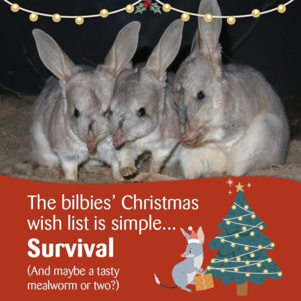 Save the Bilby Charity. Three bilbies with Christmas lights strung along the top oif the image. Below on a red back ground reads "The bilbies' Christmas wish list is simple... Survival (and maybe a tasty mealworm or two?)" to the right is a cartoon bilby in a Santa hat holding a gold wrapped Christmas present standing next to a Christmas tree adorned with Lights and a golden star.