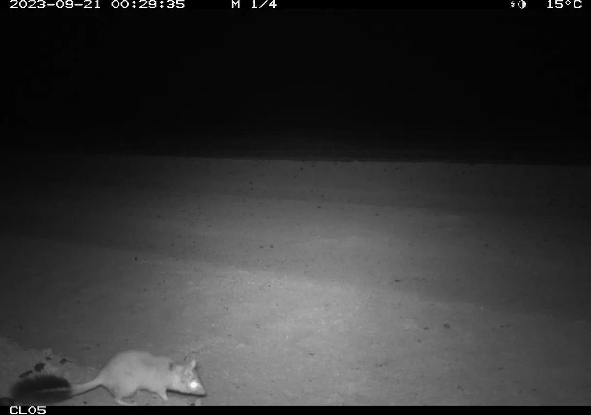 STBF-Fundraising-Cameras-02