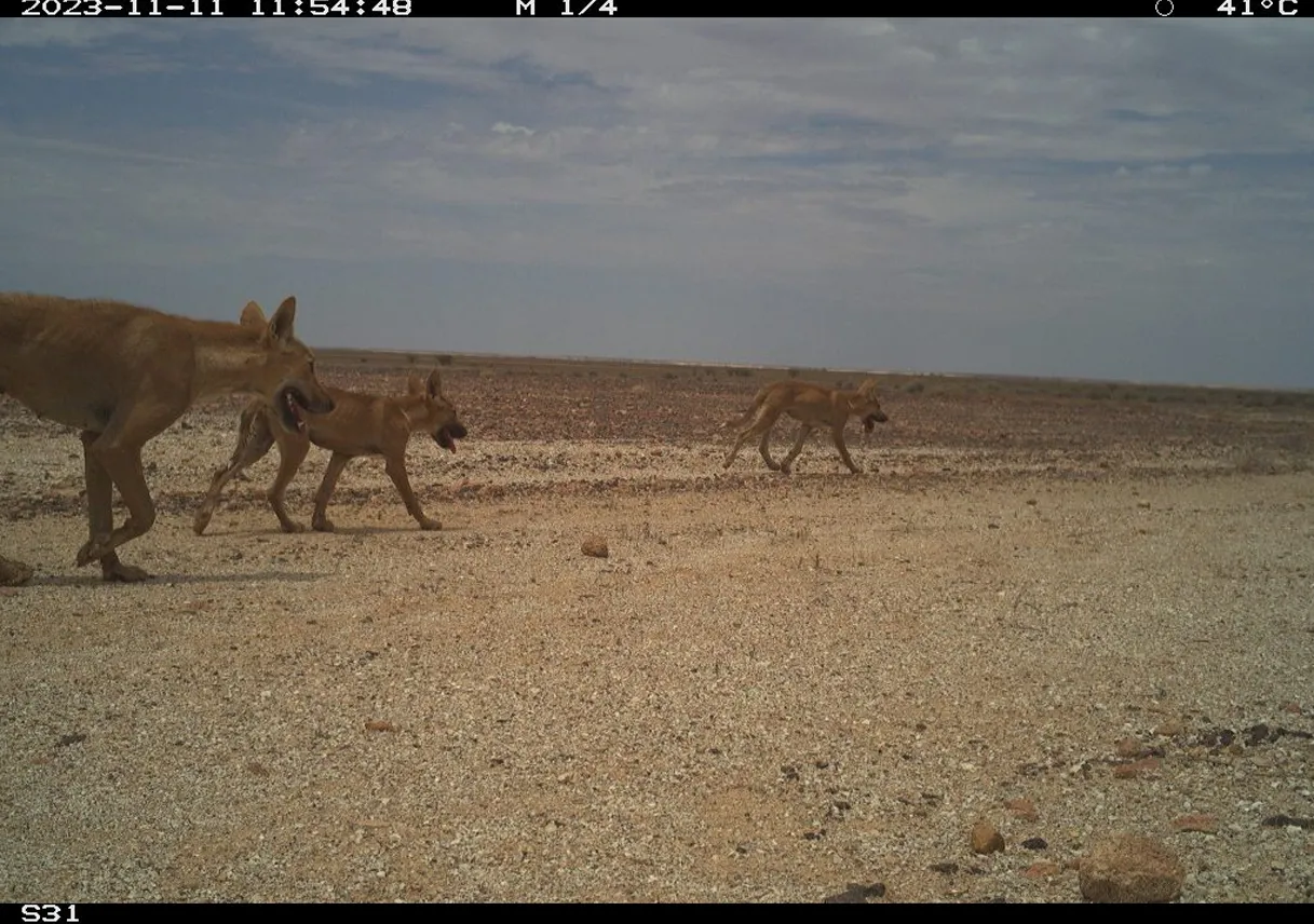 STBF-Fundraising-Cameras-11