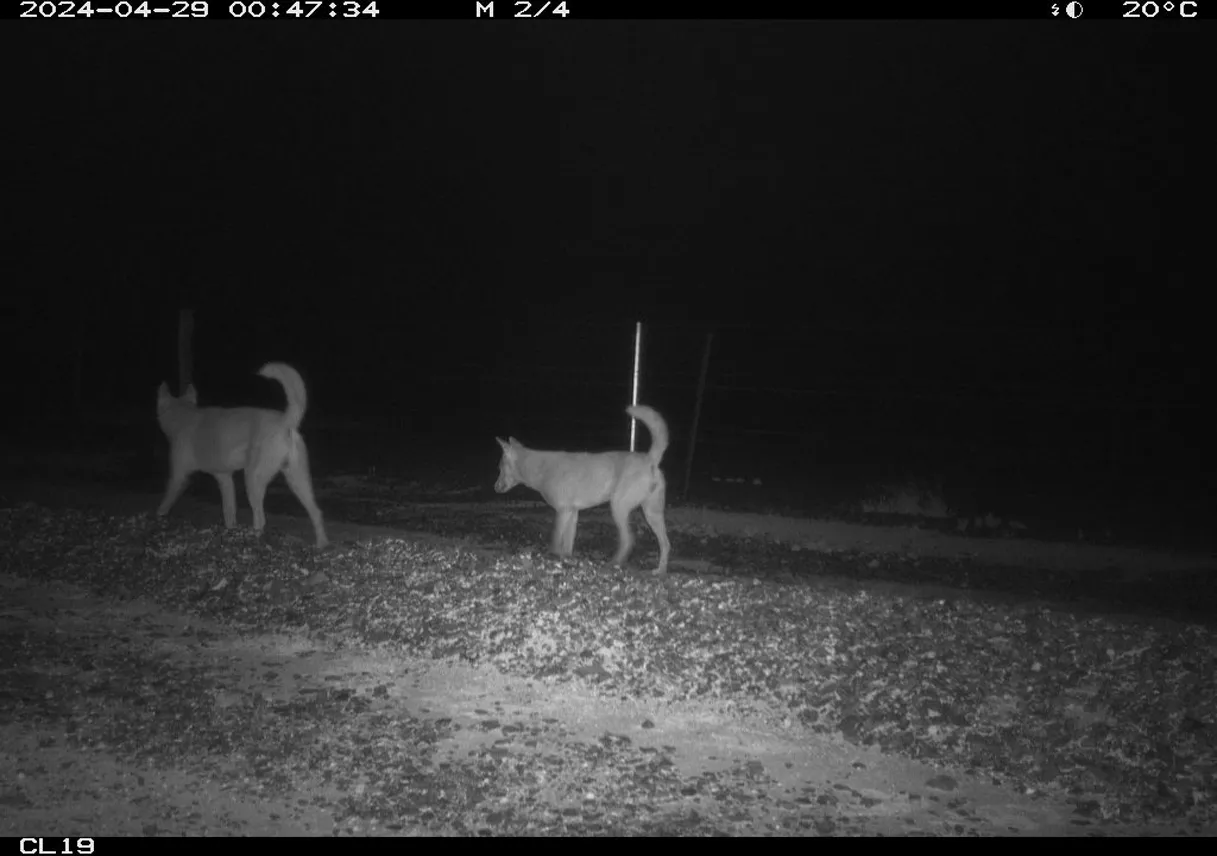 STBF-Fundraising-Cameras-12