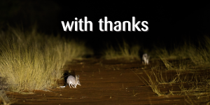 Two bilbies at night in the desert, next to some grass. The words "with thanks" are above for your donation.