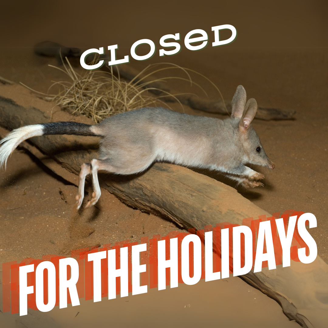 an adorable bilby is jumping over a log on sandy ground. the text closed for the holidays is over the top