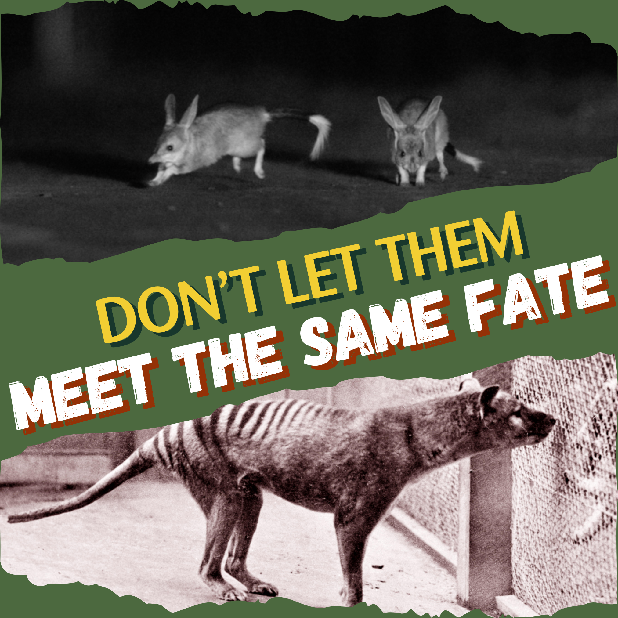 Up the top is a black and white image of two wild bilbies. In the middle are the words "don't let them meet the same fate" below is an old image of the extinct Tasmanian Tiger. It is on a green background. The image is hoping to inspire people to donate for Christmas.