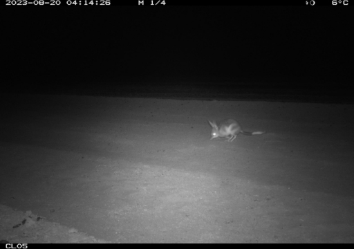 a Greater Bilby seen on a monitoring camera