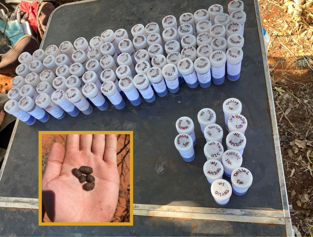 Collected Scat samples for DNA mapping