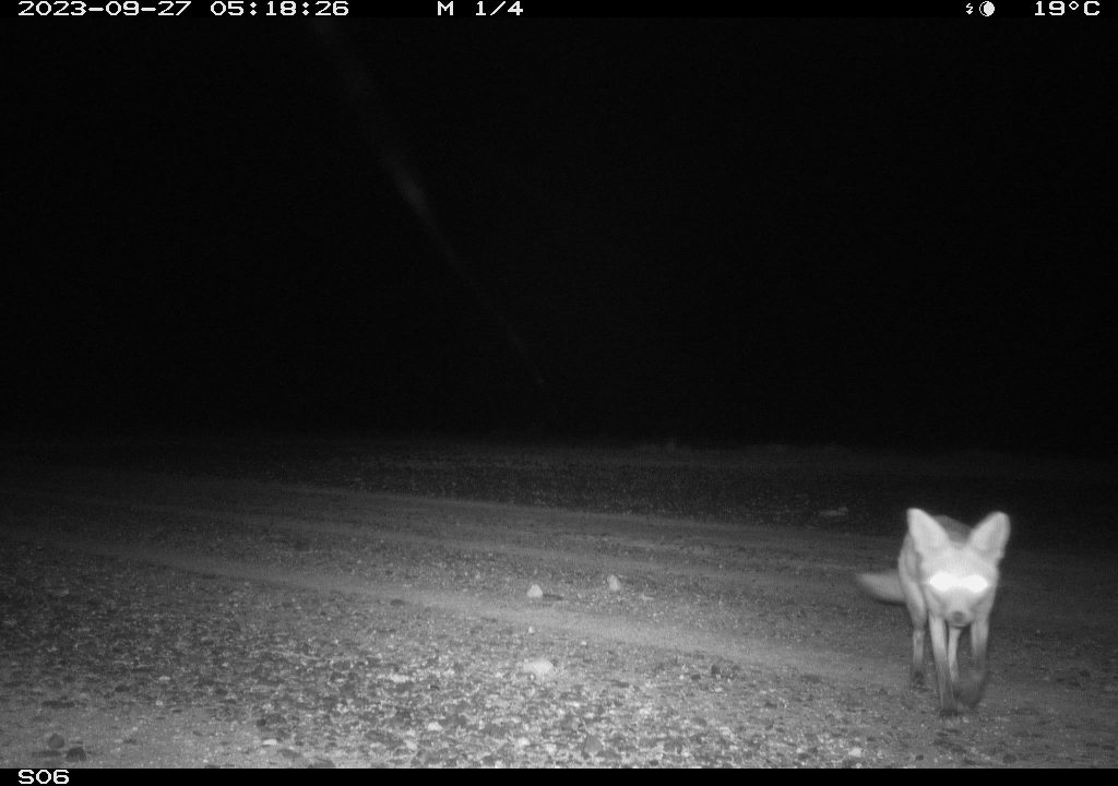 Fox