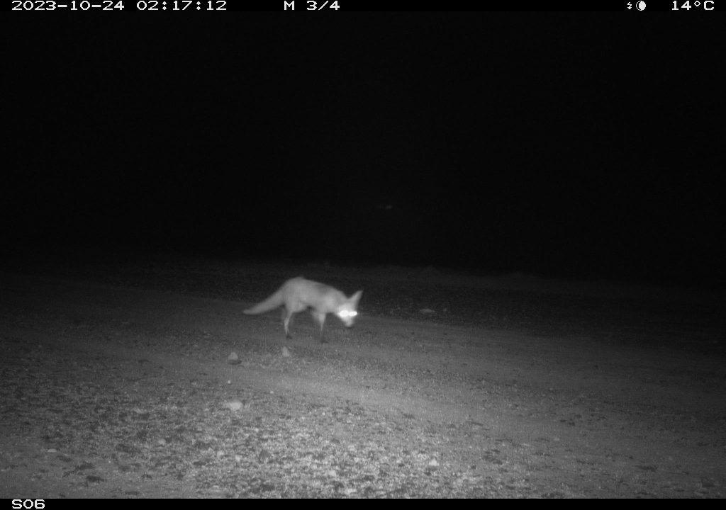 Fox 2