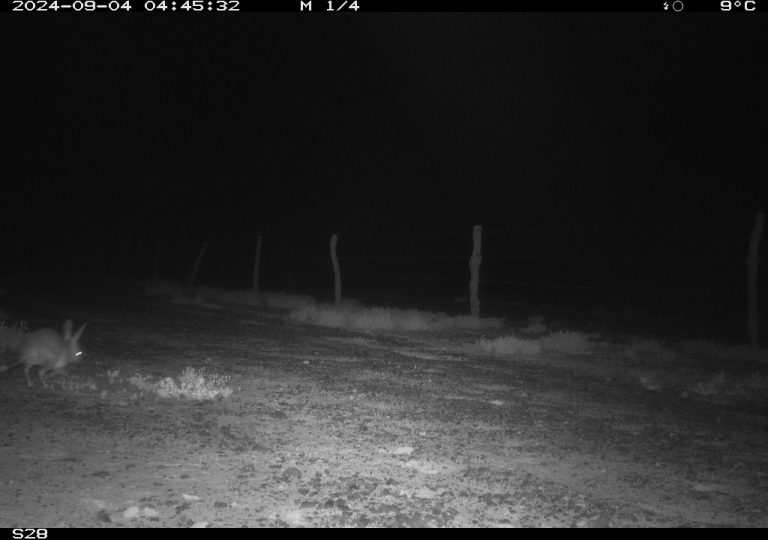 Bilby from Motion Cameras in Durrie, QLD