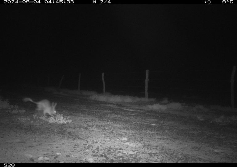 Bilby from Motion Cameras in Durrie, QLD