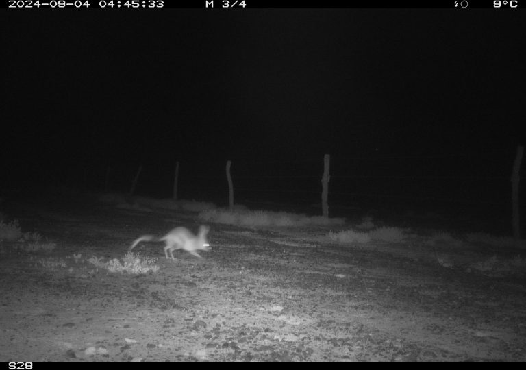 Bilby from Motion Cameras in Durrie, QLD
