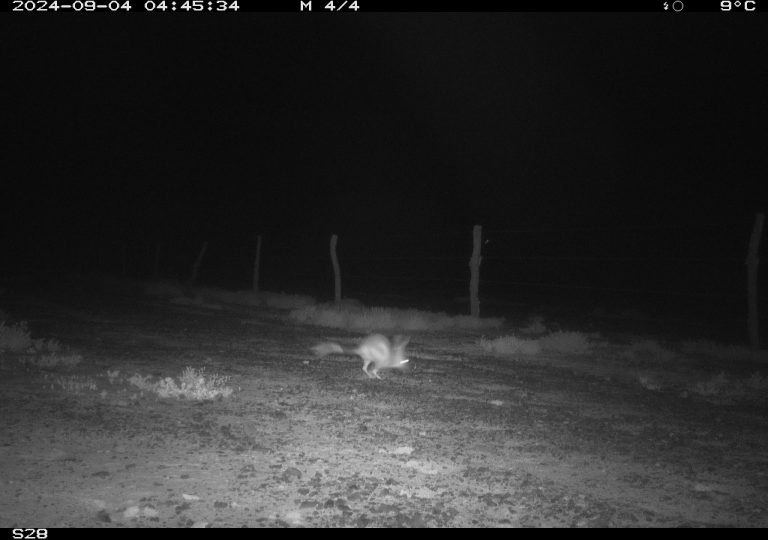 Bilby from Motion Cameras in Durrie, QLD