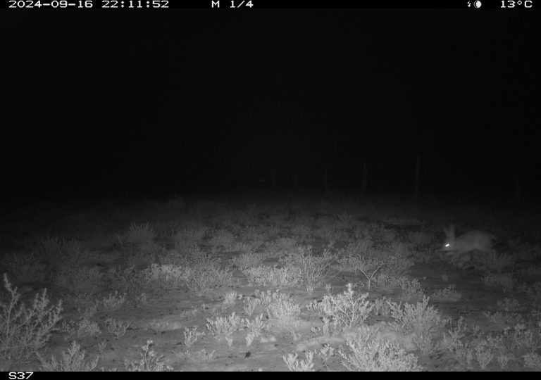 Bilby from Motion Cameras in Durrie, QLD