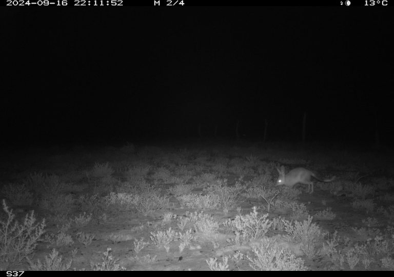 Bilby from Motion Cameras in Durrie, QLD