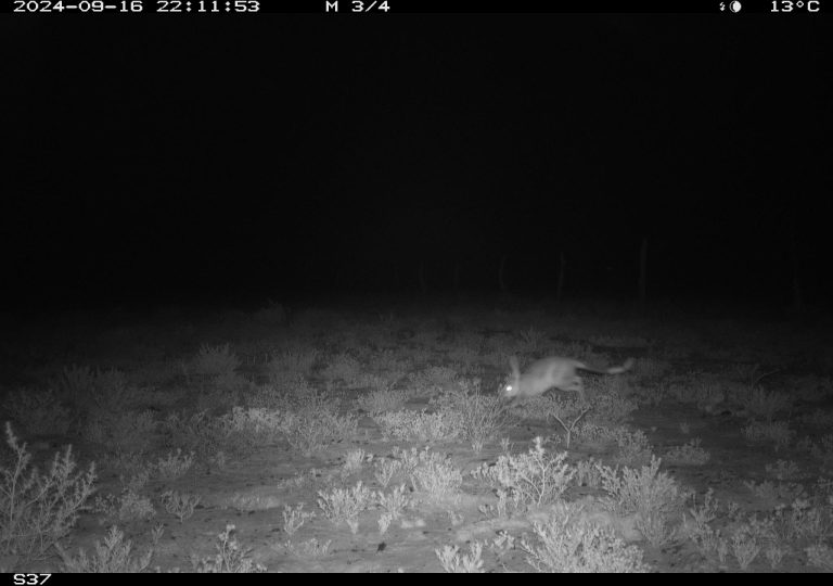 Bilby from Motion Cameras in Durrie, QLD