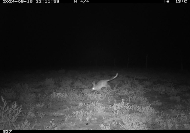 Bilby from Motion Cameras in Durrie, QLD