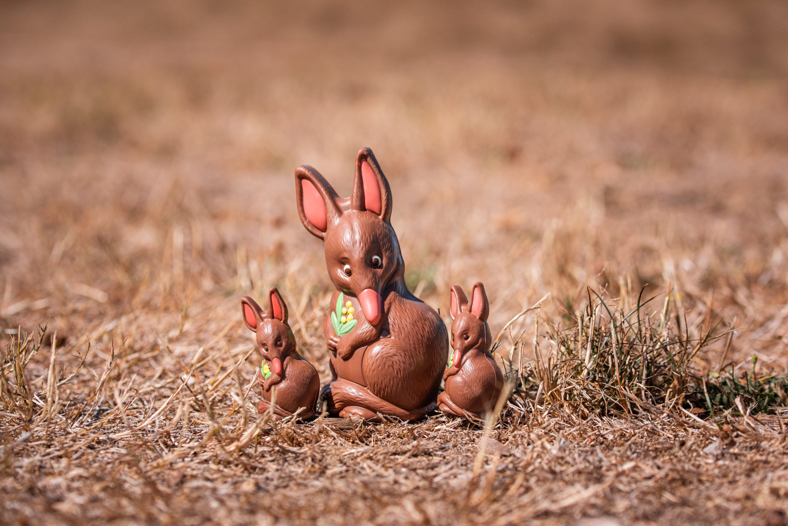 Bailey the Bilby and her twin chocolate babies sit in the grass, looking cute and delicious, the perfect chocolate gift for Easter.