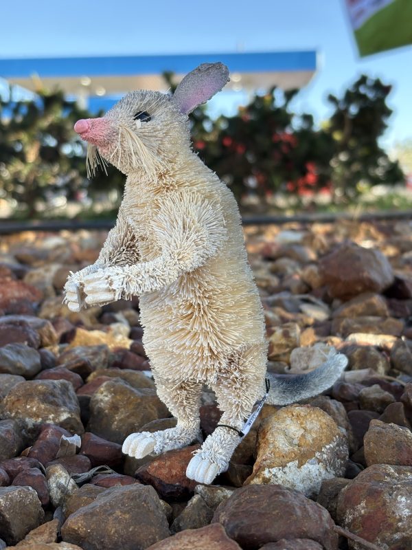 standing bilby