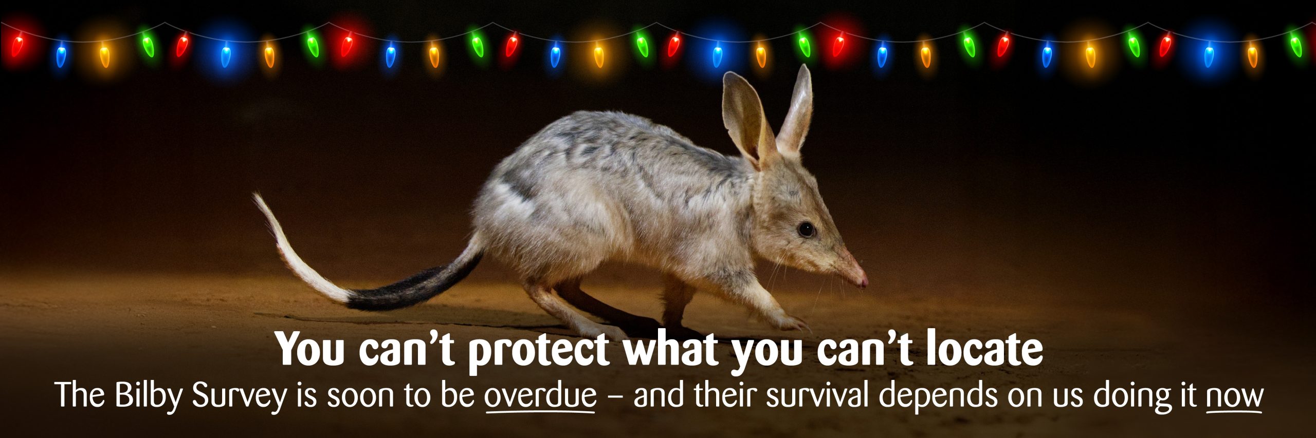 a bilby at night with christmas lights strung above. The words "You can't protect what you can't locate. The bilby survey is soon to be overdue - and their survival depends on us doing it now" is displayed over top.
