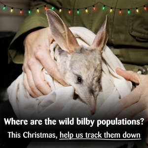 Bilby in a sack being held by Kev, CEO of Save the Bilby Fund. "Where are the wild bilby populations? This Christmas help us track them down"