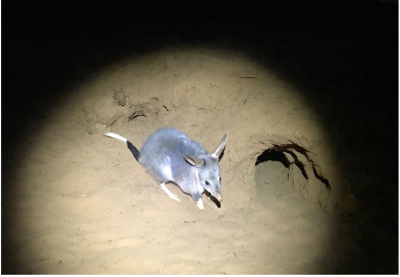 a bilby in a spotlight, it looks like the picture is from Mars