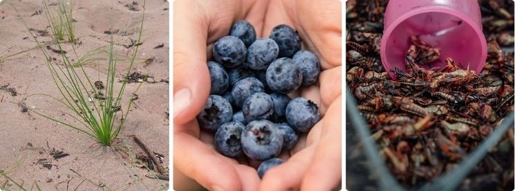 bush onions, blueberries and grasshoppers