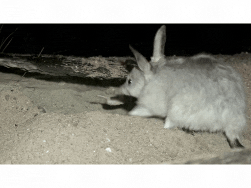 Charleville Bilby Experience Visit Us