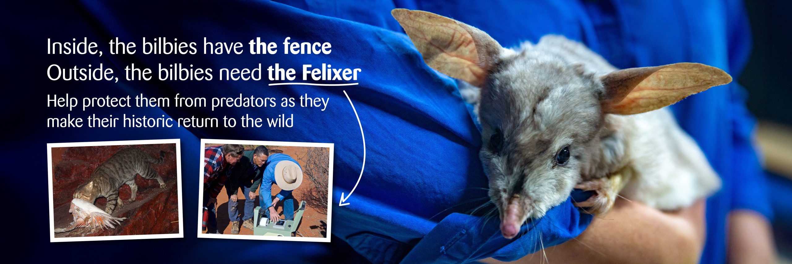 Bilbies need Felixers