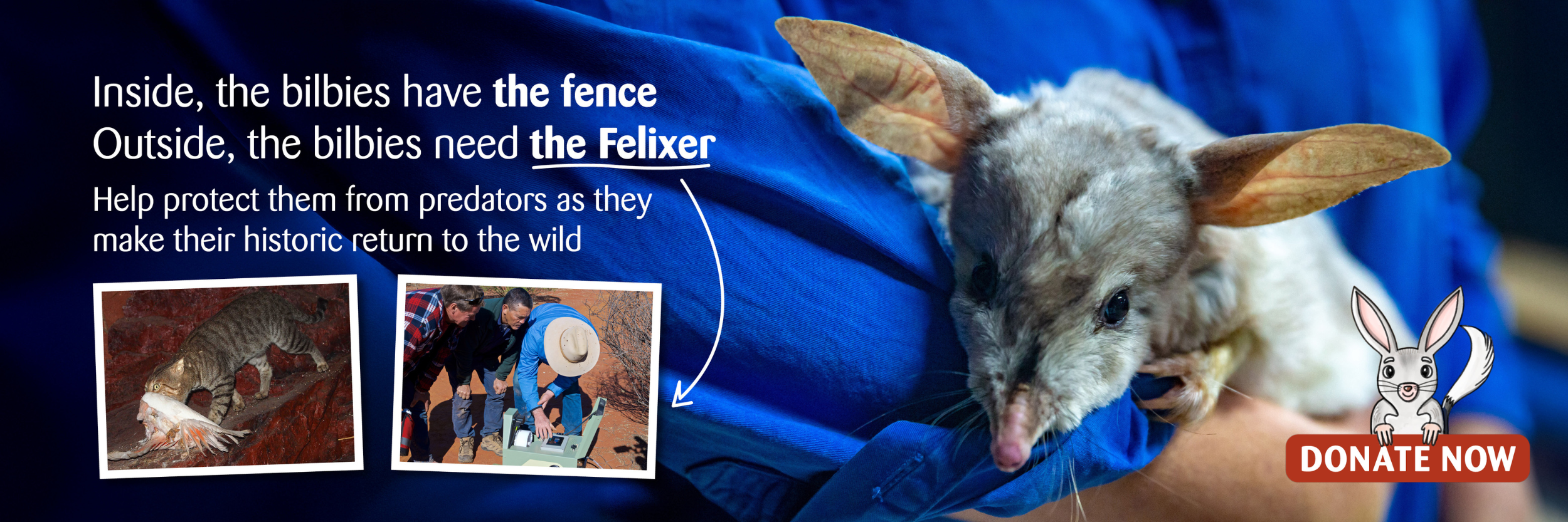 Inside, the bilbies have the fence. Outside, the bilbies need the Felixer. Help protect them from predators as they make their historic return to the wild. Donate Now.