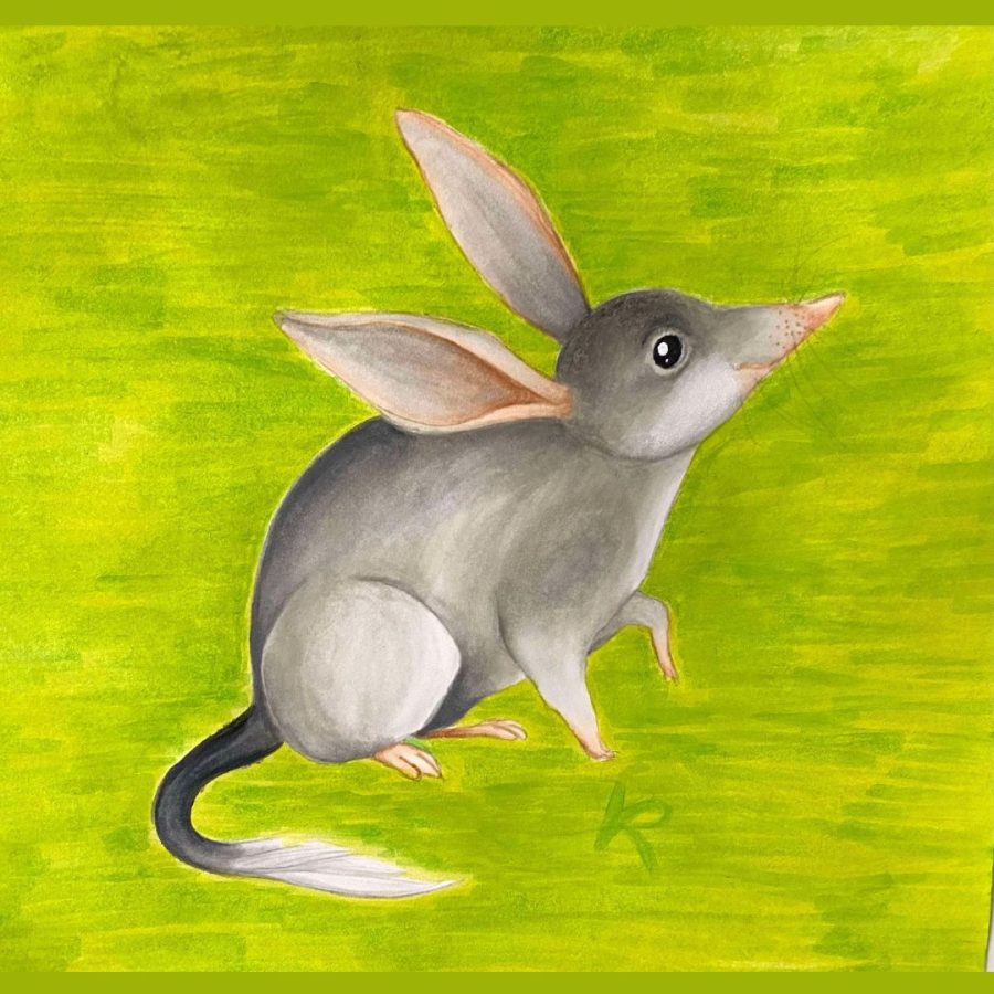 Go Green for Bilbies: National Bilby Day 2025