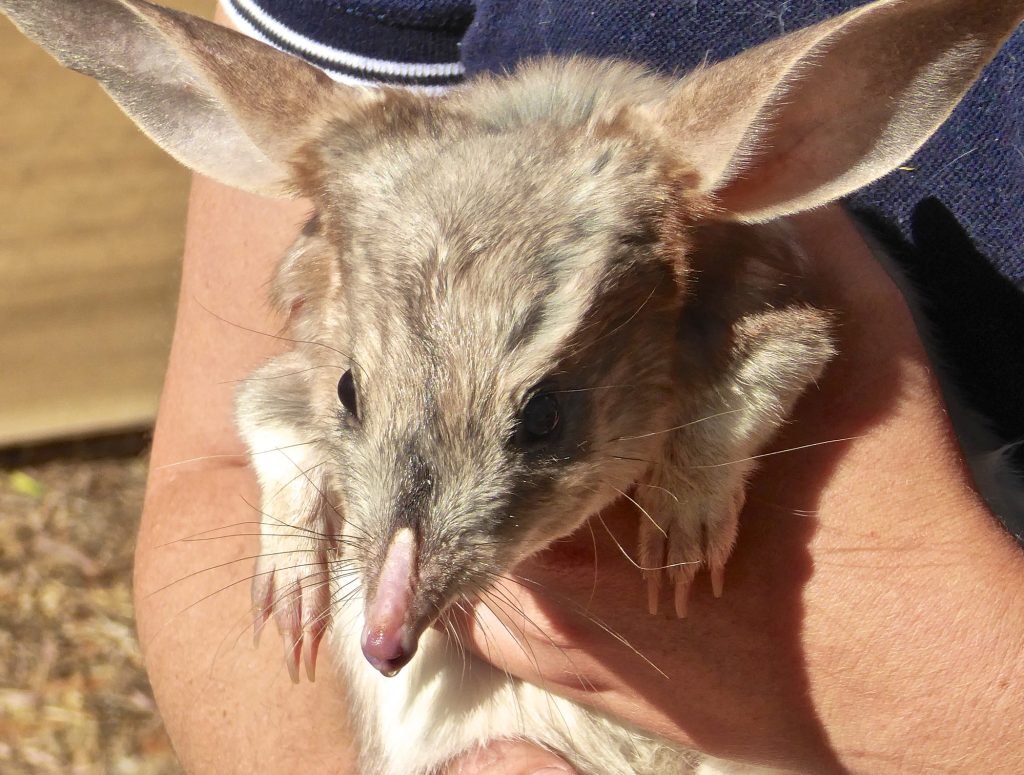Bilby