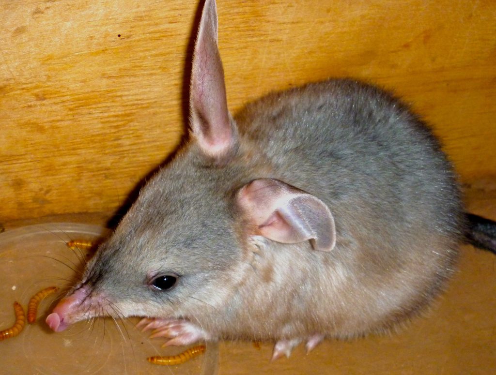 Bilby