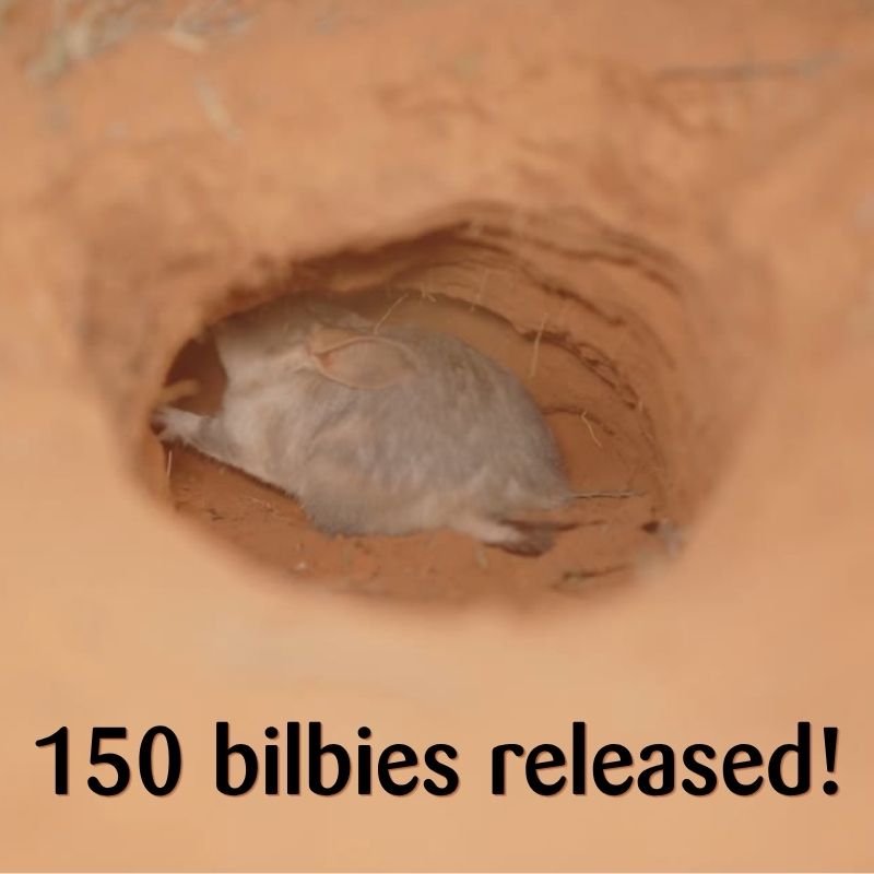It has happned! The biblies are back in the wild It has happned! The biblies are back in the wild